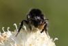 Bombus sp.